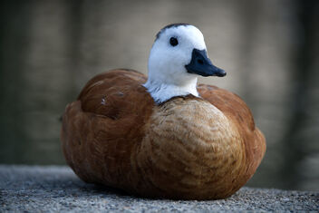 Duck! - Kostenloses image #479045